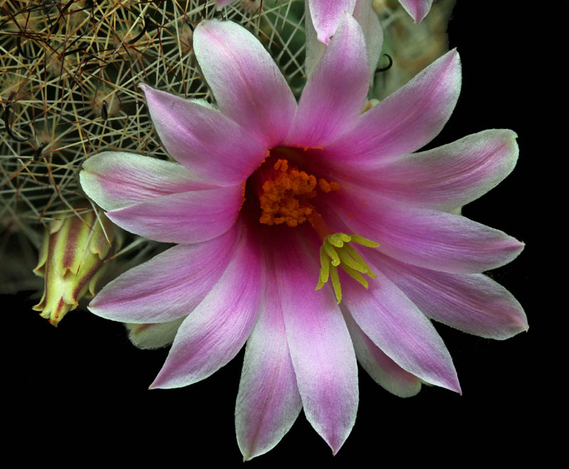 Mammillaria insularis